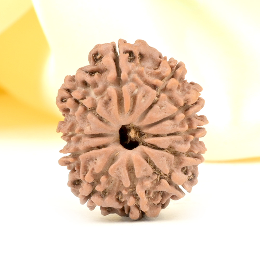 11 Mukhi from Nepal Small - CCCLX